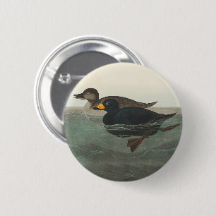 Chapa Redonda De 5 Cm Audubon American Scoter Duck