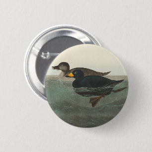 Chapa Redonda De 5 Cm Audubon American Scoter Duck Classic