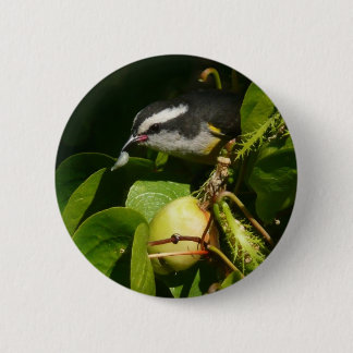 Chapa Redonda De 5 Cm Aves Bananaquit comiendo fotografía tropical