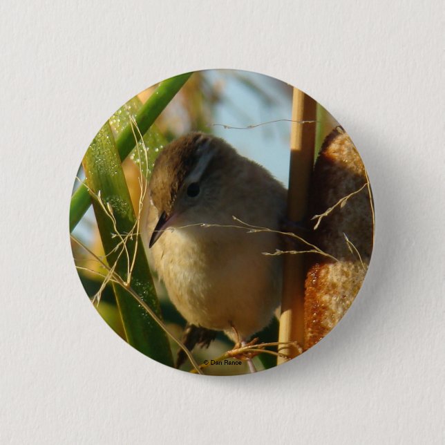 Chapa Redonda De 5 Cm B3 Marsh Wren (Anverso)