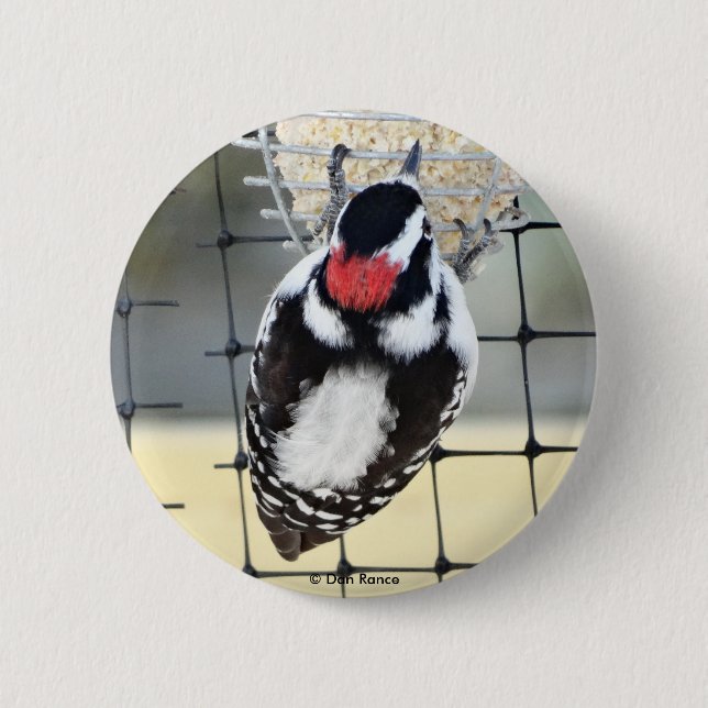 Chapa Redonda De 5 Cm B53 Downy Woodpecker (Anverso)