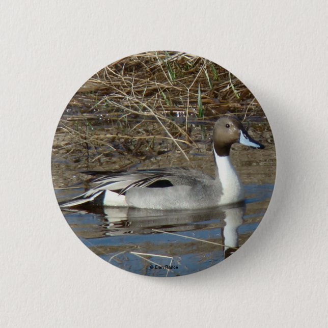 Chapa Redonda De 5 Cm B5 Pintail Duck Drake (Anverso)