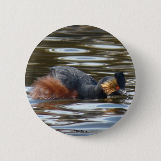 Chapa Redonda De 5 Cm B8 Eared Grebe Courting (Anverso)