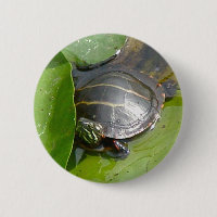 Baby Painted Turtle on Lilypad Items