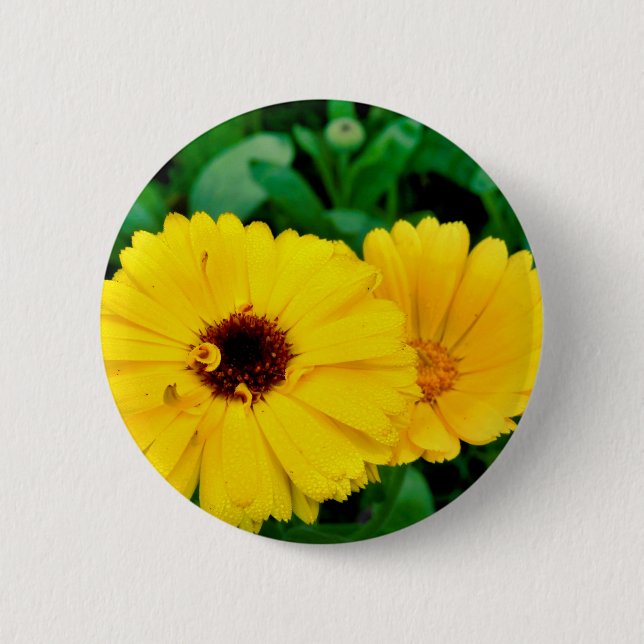 Chapa Redonda De 5 Cm Badge Calendula Officinalis (Anverso)
