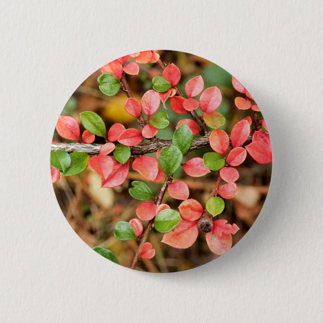 Chapa Redonda De 5 Cm Badge de Cotoneaster horizontalis (Anverso)