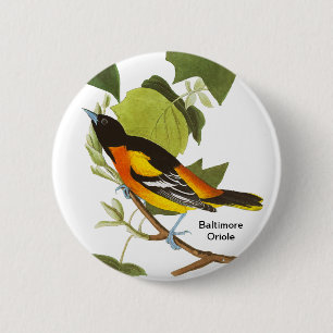 Chapa Redonda De 5 Cm Baltimore Oriole, Audubon, Accesorio para Aves,