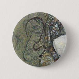 Chapa Redonda De 5 Cm Bebé - Serpiente de Agua del Norte (sipedón de Ner