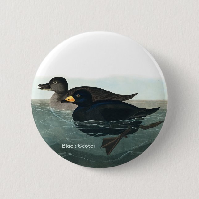 Chapa Redonda De 5 Cm Black Scoter, Audubon, Sea Duck, Birder Accesory, (Anverso)