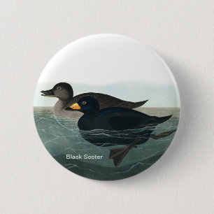 Chapa Redonda De 5 Cm Black Scoter, Audubon, Sea Duck, Birder Accesory,
