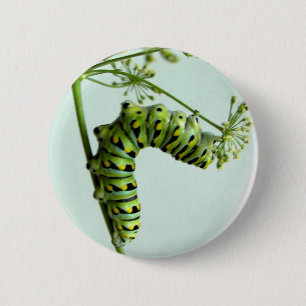 Chapa Redonda De 5 Cm Black Swallowtail Caterpillar parsante