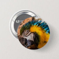 Blue and yellow macaw portrait