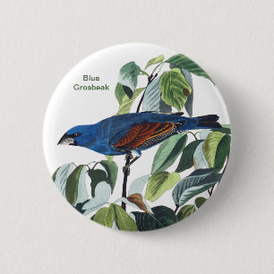 Chapa Redonda De 5 Cm Blue Grosbeak, John James Audubon, Blue Bird