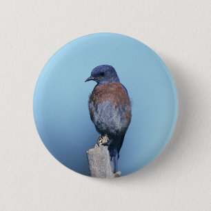 Chapa Redonda De 5 Cm Bluebird occidental