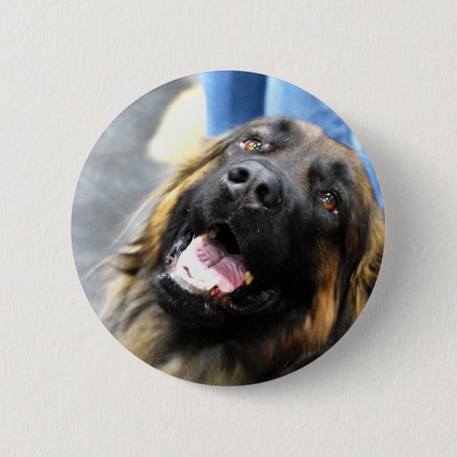 Chapa Redonda De 5 Cm Botones de Leonberger (Anverso)