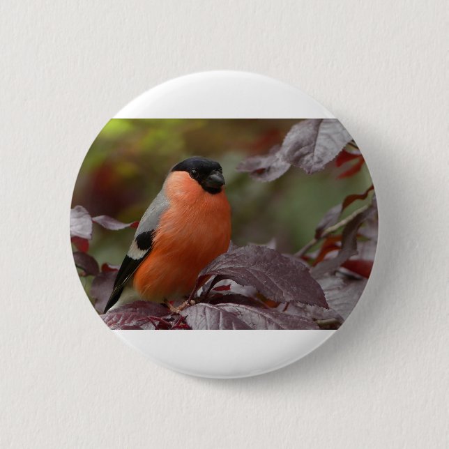 Chapa Redonda De 5 Cm Bull Finch (Anverso)