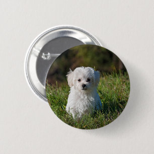Chapa Redonda De 5 Cm Cachorro blanco lindo