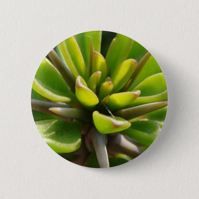 Chapa Redonda De 5 Cm Cactus fresco (Anverso)