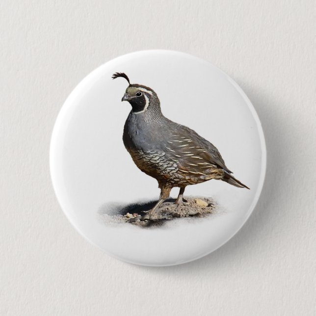 CHAPA REDONDA DE 5 CM CALIFORNIA QUAIL (Anverso)
