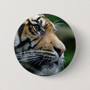 Chapa Redonda De 5 Cm Cara magnífica del tigre de Bengala