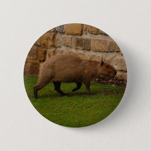 Chapa Redonda De 5 Cm carpincho (Anverso)
