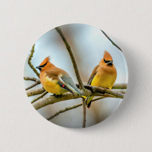 Chapa Redonda De 5 Cm Cedar Waxwing - Fotografía original