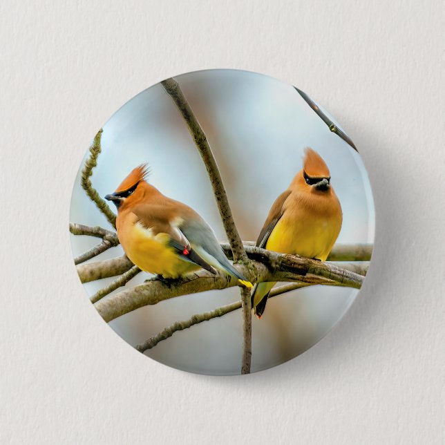 Chapa Redonda De 5 Cm Cedar Waxwing - Fotografía original (Anverso)
