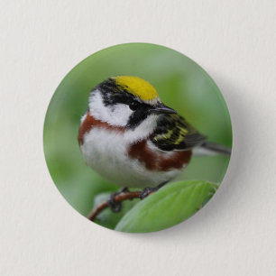 Chapa Redonda De 5 Cm Cephalus chestinus