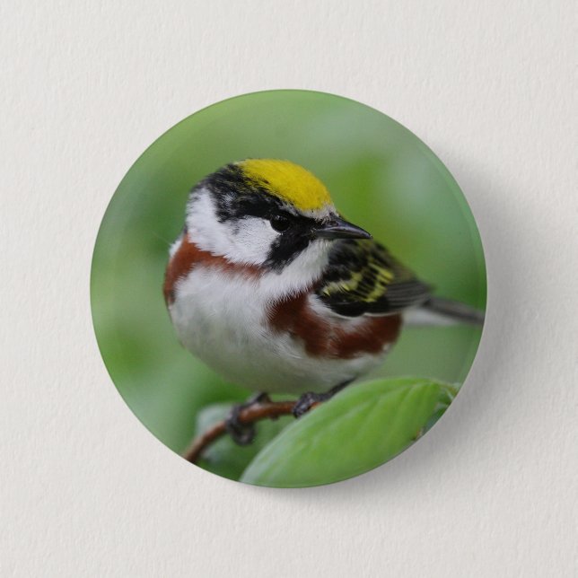 Chapa Redonda De 5 Cm Cephalus chestinus (Anverso)