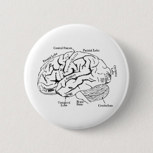 Chapa Redonda De 5 Cm Cerebro humano