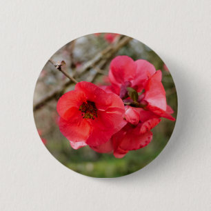 Chapa Redonda De 5 Cm Chaenomeles speciosa Badge