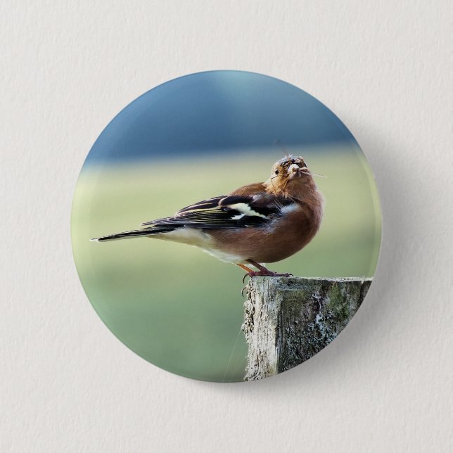 CHAPA REDONDA DE 5 CM CHAFFINCH (Anverso)