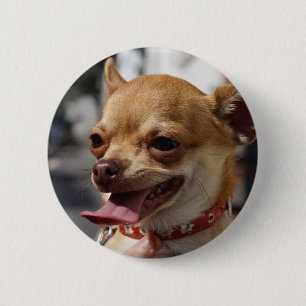 Chapa Redonda De 5 Cm Charlie Chihuahua
