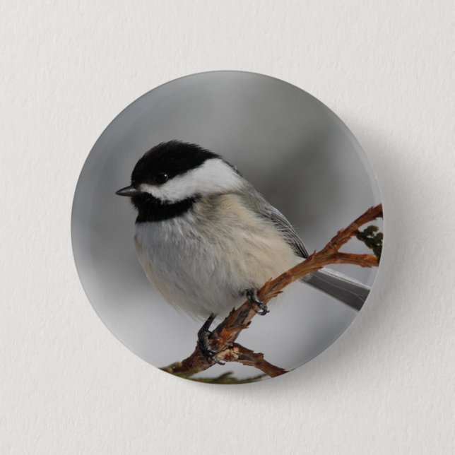 Chapa Redonda De 5 Cm Chickadee de Maine (Anverso)