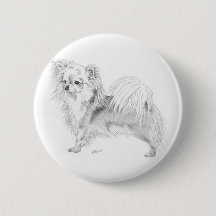 Chihuahua de Longcoat - colocándose