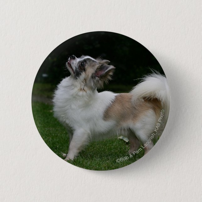 Chapa Redonda De 5 Cm Chihuahua de pelo largo que mira la cámara (Anverso)