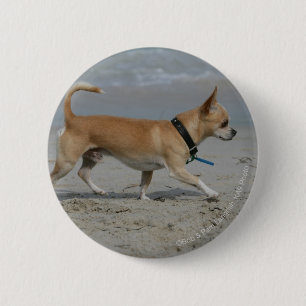 Chapa Redonda De 5 Cm Chihuahua en la playa