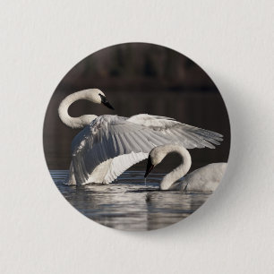 Chapa Redonda De 5 Cm Cisnes amorosos