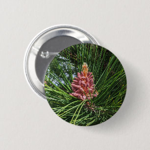 Chapa Redonda De 5 Cm Cono de polen de pino rojo (Pinus resinosa)