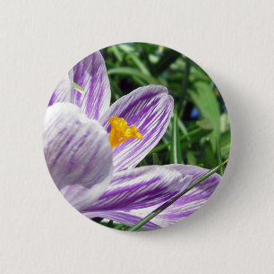 Chapa Redonda De 5 Cm Crocus violeta de primavera