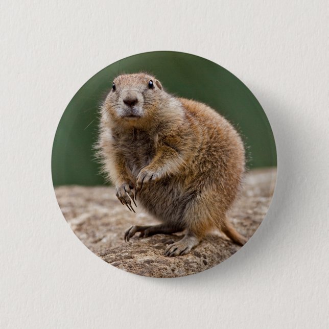 Chapa Redonda De 5 Cm Curiosa Prairie Dog Badge (Anverso)