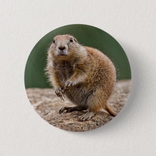 Chapa Redonda De 5 Cm Curiosa Prairie Dog Badge