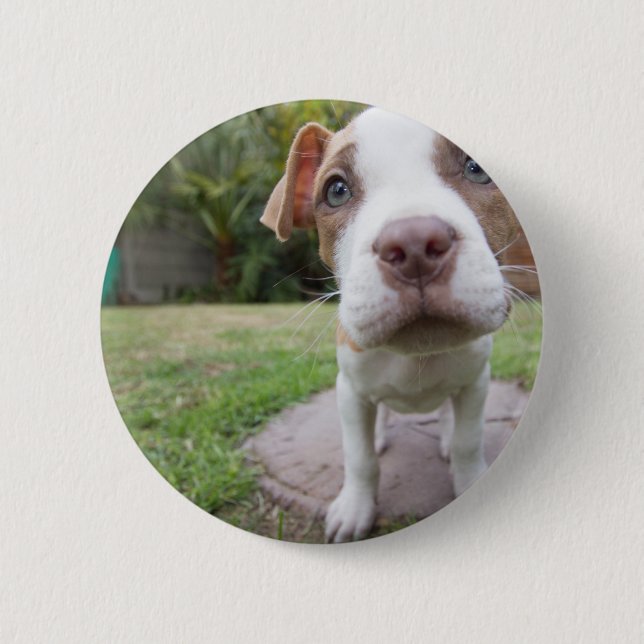 Chapa Redonda De 5 Cm Curioso cachorro (Anverso)