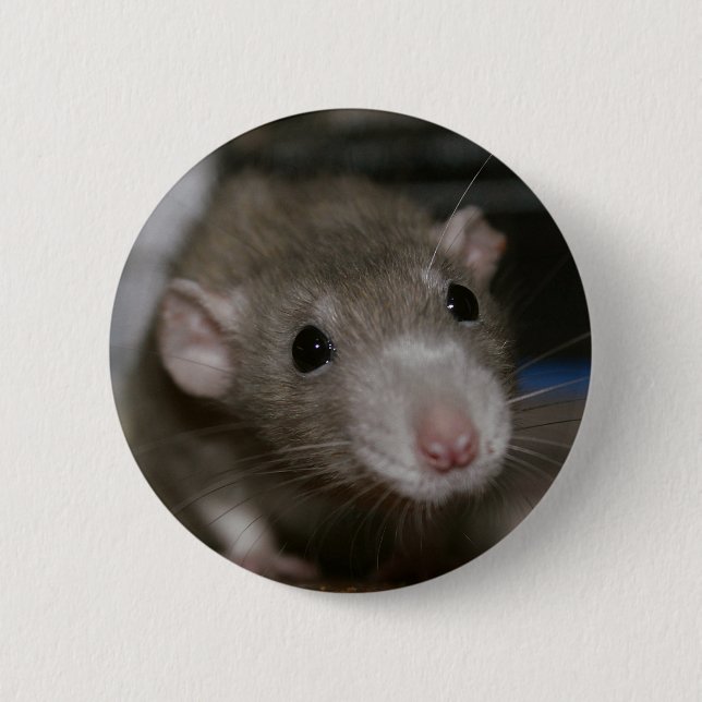 Chapa Redonda De 5 Cm Curious Rat (Anverso)
