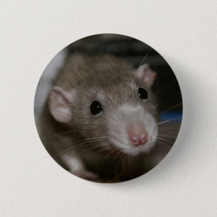 Chapa Redonda De 5 Cm Curious Rat