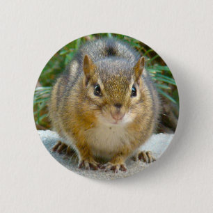 Chapa Redonda De 5 Cm Cute Chipmunk Tiene La Vista En Ti