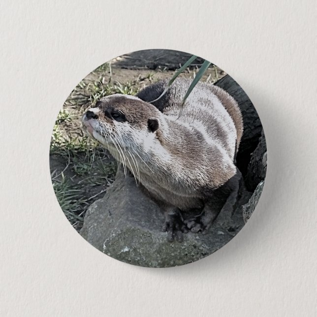 CHAPA REDONDA DE 5 CM CUTE OTTER  (Anverso)