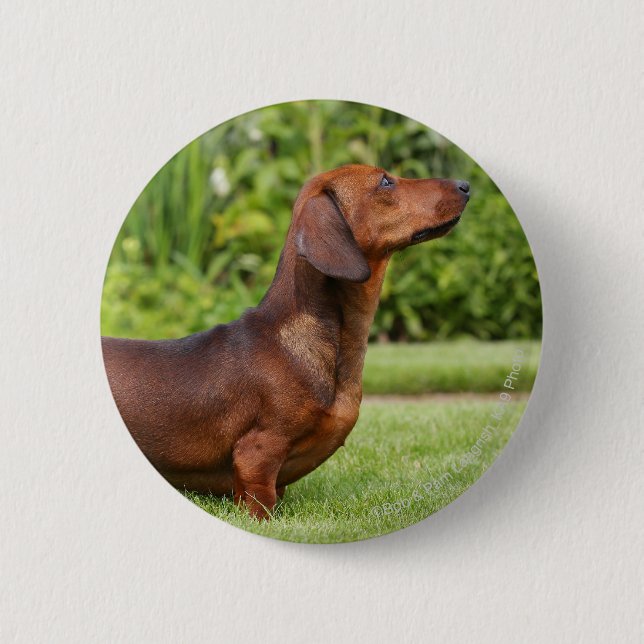 Chapa Redonda De 5 Cm Dachshund miniatura Liso-haired (Anverso)