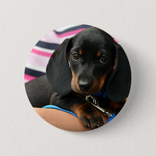 Chapa Redonda De 5 Cm dachshund-puppy lindo