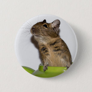 Chapa Redonda De 5 Cm Degu en fotografía verde